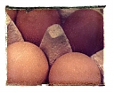 Brown_eggs.jpg
