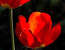 Red_Tulips2.jpg