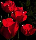 Red_Tulips_1.jpg