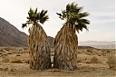 Twin_Palms_AHP8728.jpg