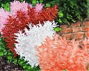 Astilbes_on_Parade_1.jpg