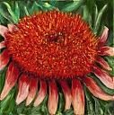 Echinacea_Coral_Reef_jpg.jpg