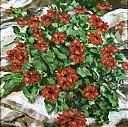 Potentilla_Rock_Garden_1.jpg