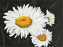 Shasta_Daisies_JPG.jpg