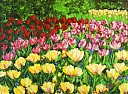 Tulip_Field_1.jpg