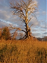 Rockefeller_Park_Twisted_Tree.jpg