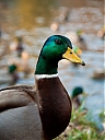 Duck_3373.jpg