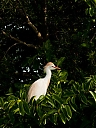 Egret_10434.jpg