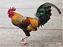 Rooster_10920.jpg