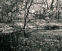 Bronx_River_White_Leaves_1.jpg