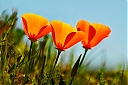 3Flowers_DSC8812v6-C_IWEB.jpg