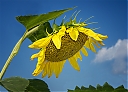 8040241SunFlowerBowingV8-C_IWEB.jpg