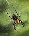 8080334-SpiderInWebV3C4R1_IWEB.jpg