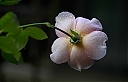 Filename=DSC3225FlowerBackV2_IWEB.jpg
Filesize=197KiB
Dimensions=600x388
Date added=Nov 16, 2013 DSC3225FlowerBackV2_IWEB.jpg