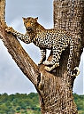 DSC8375LeopardV5Sky_IWEB.jpg