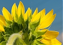 DSC9590Sunflower_BackV5C3_IWEB.jpg