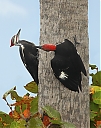 Pileated_7060wSky0267v10-c12_25x15_5J_IWEB.jpg