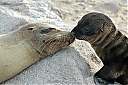 SeaLionKissDSC_1540v3-F_IWEB.jpg