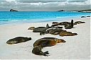 SeaLions_DSC_1057_F1a_IWEB.jpg