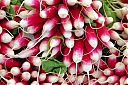 Radishes.jpg