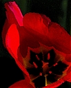 Red_Flower_1.jpg