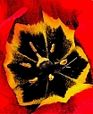 Red_Flower_2.jpg