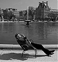 ParisSunbather.jpg