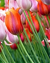 Tulips1.jpg