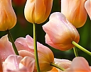 Tulips2.jpg