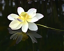 WaterLily1.jpg