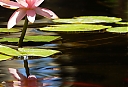 WaterLily2.jpg